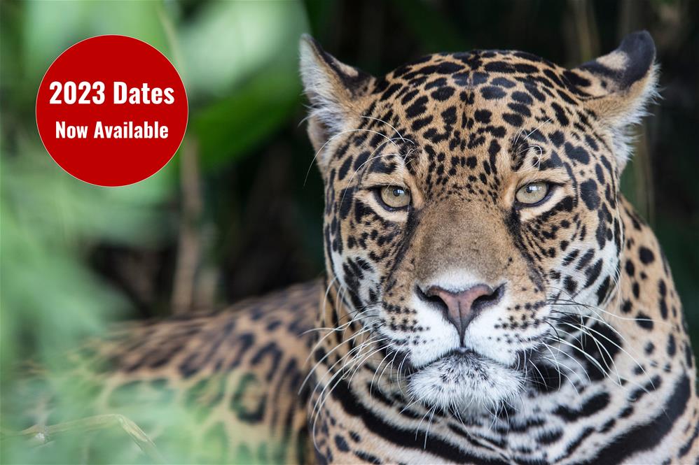 Featured course: Big Cats Experience