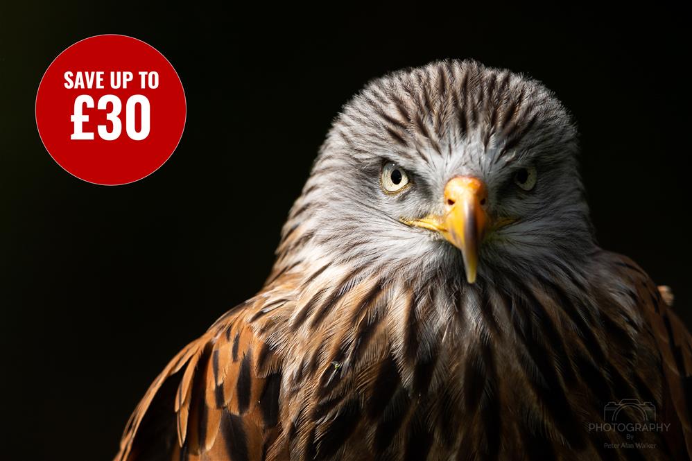Featured course: Birds of Prey Experience