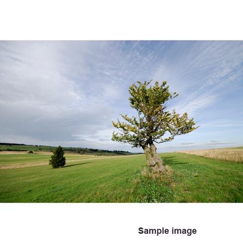 An example image