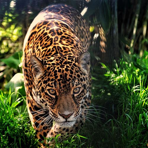 Jessops Big Cats Experience