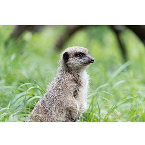 Jessops Animal Encounters Experience
